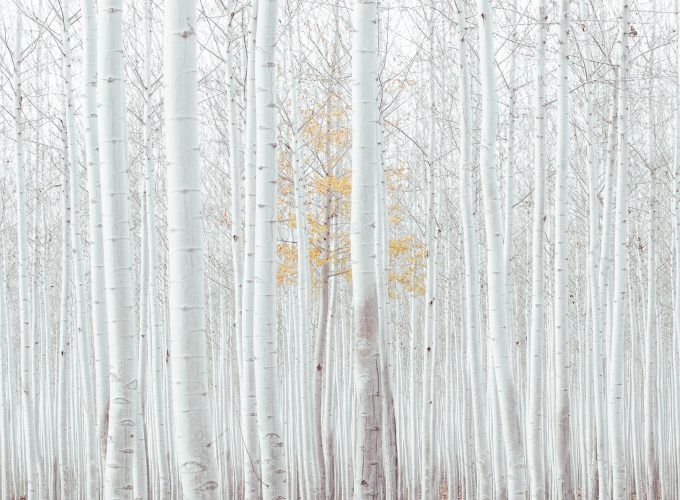 Wallpaper white, trees, forest, 4k, Nature 209886535